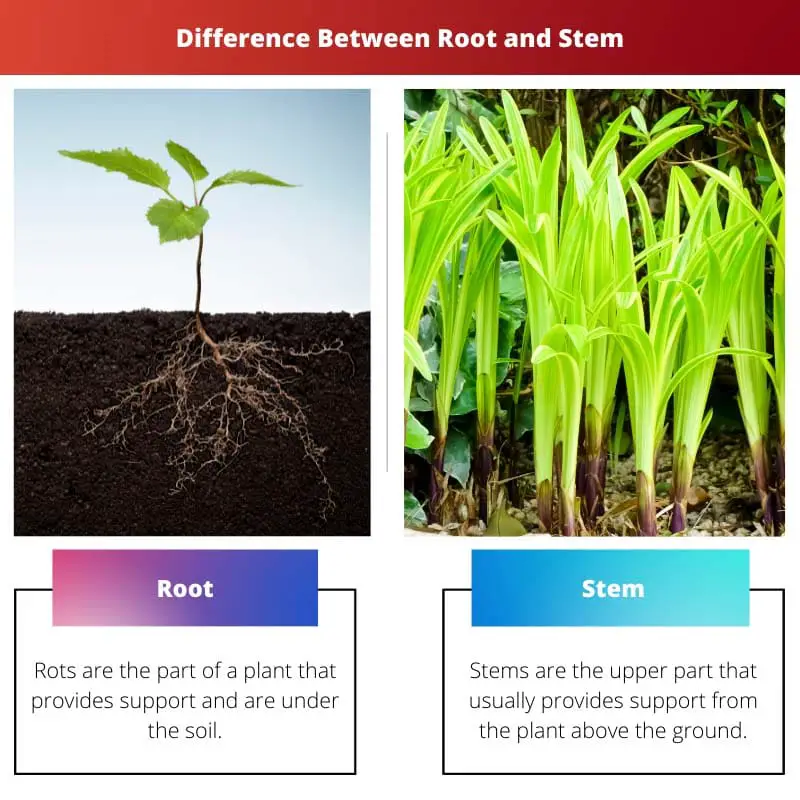 Difference Between Root and Stem