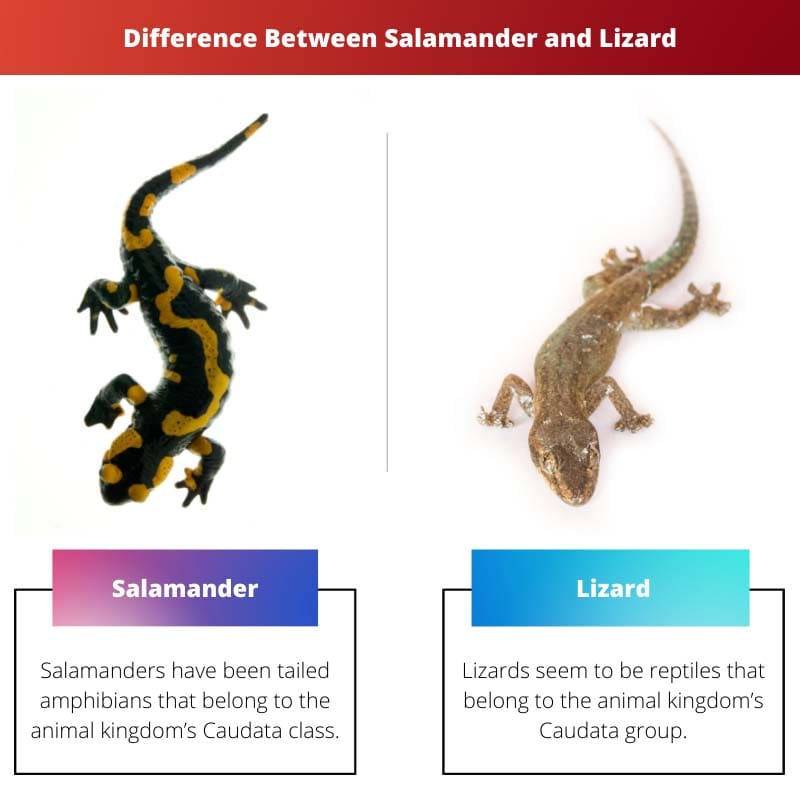 Difference Between Salamander and Lizard