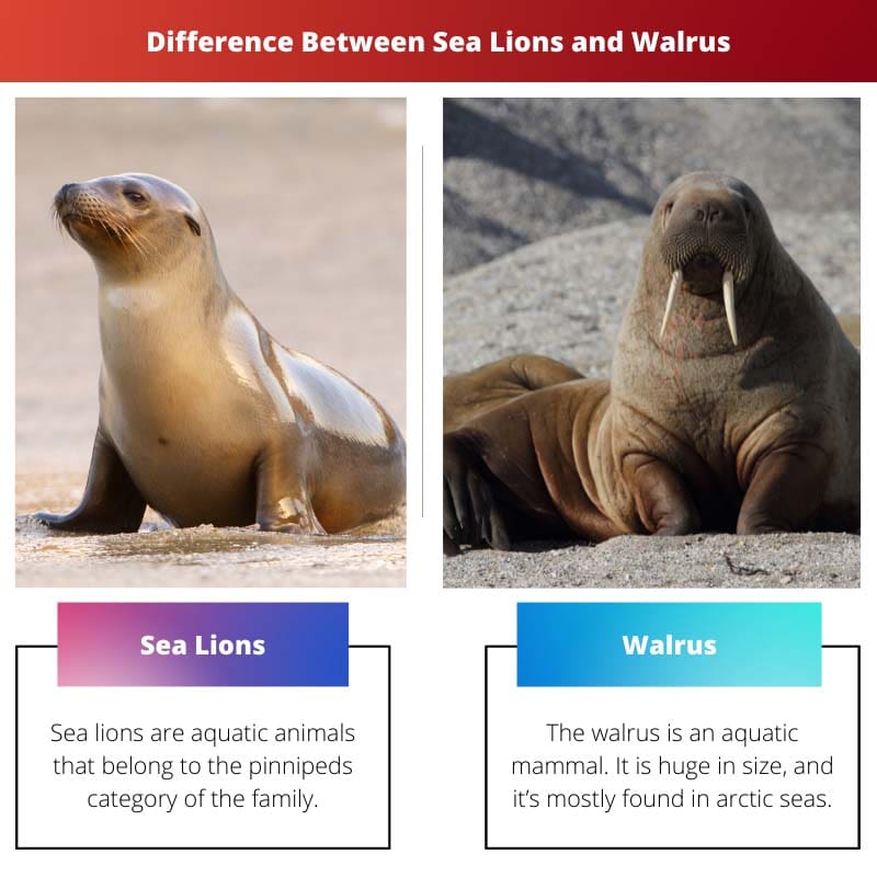 Difference Between Sea Lions and Walrus