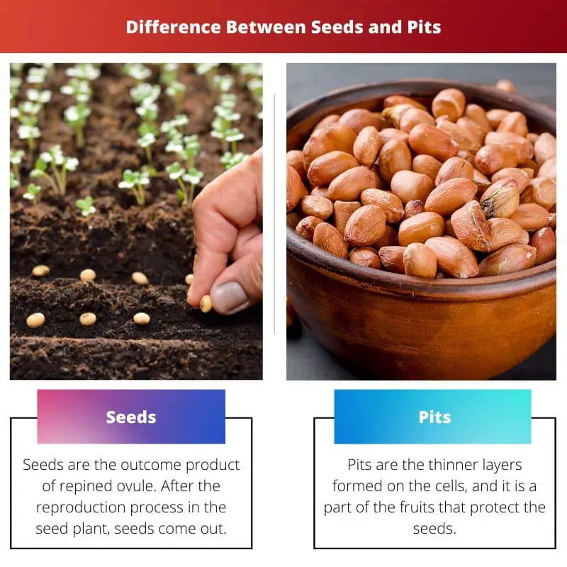Difference Between Seeds and Pits