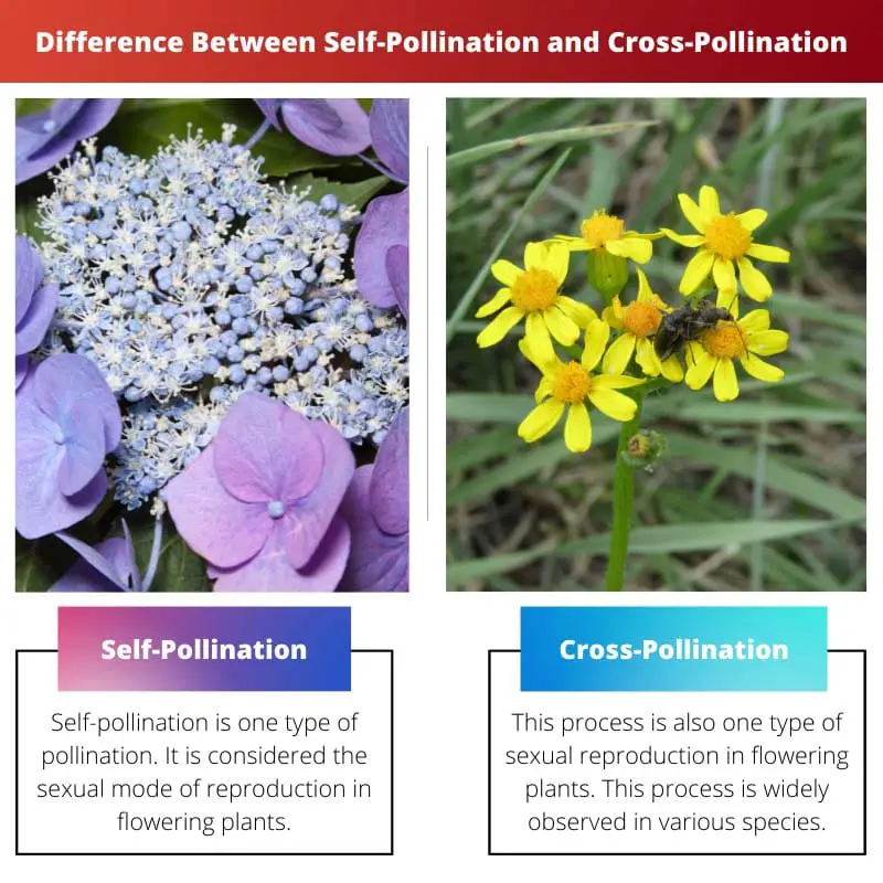 Difference Between Self Pollination and Cross Pollination