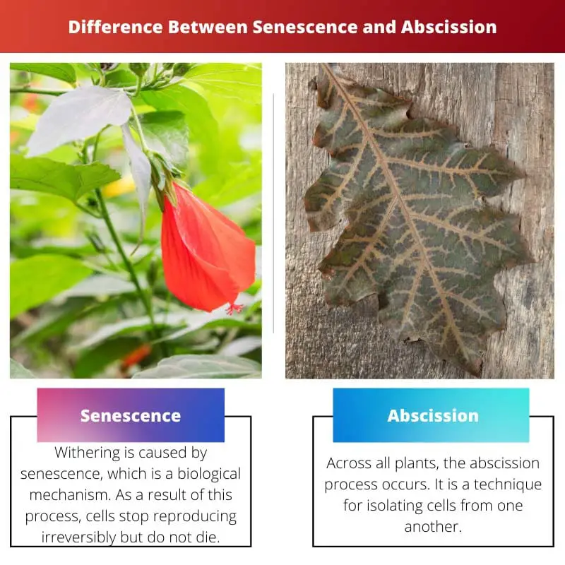 Difference Between Senescence and Abscission