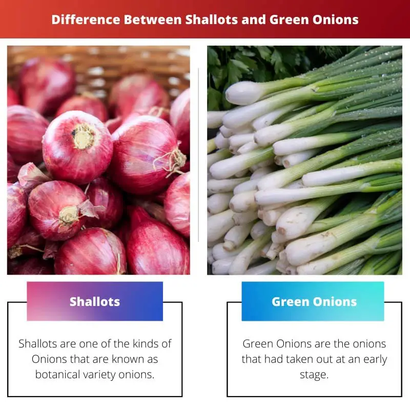 Difference Between Shallots and Green Onions