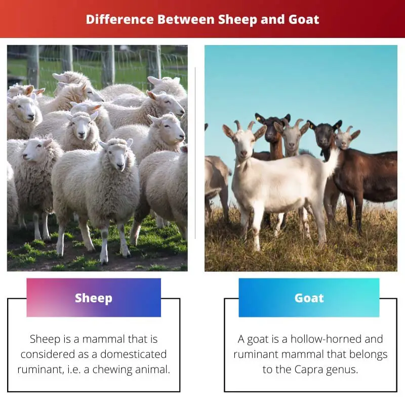 Difference Between Sheep and Goat