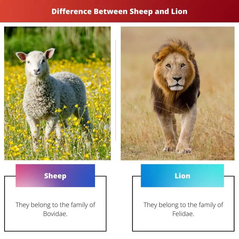 Difference Between Sheep and Lion