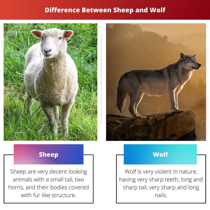 Difference Between Sheep and Wolf