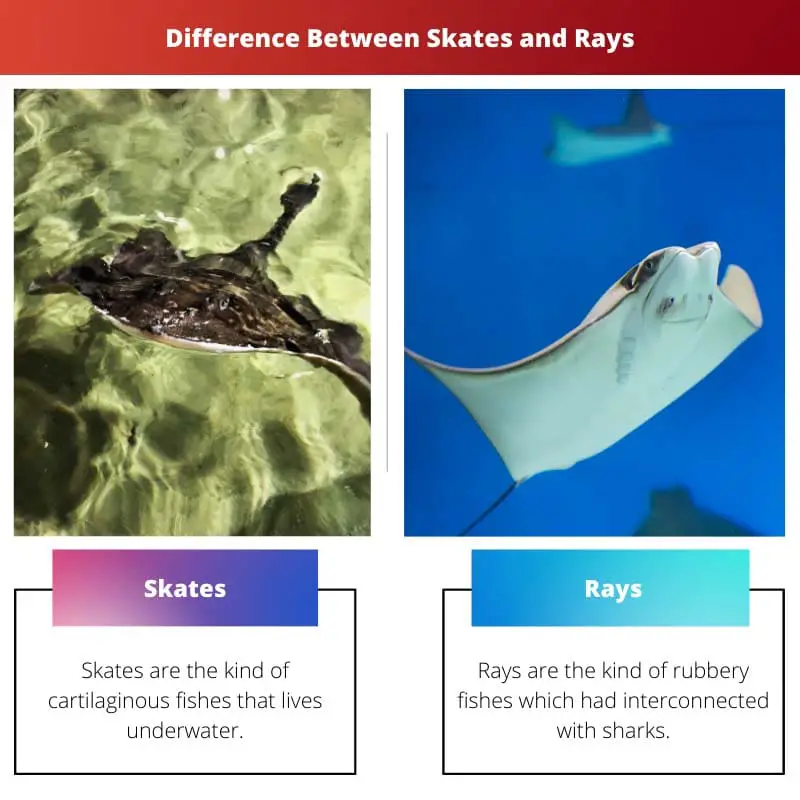 Difference Between Skates and Rays