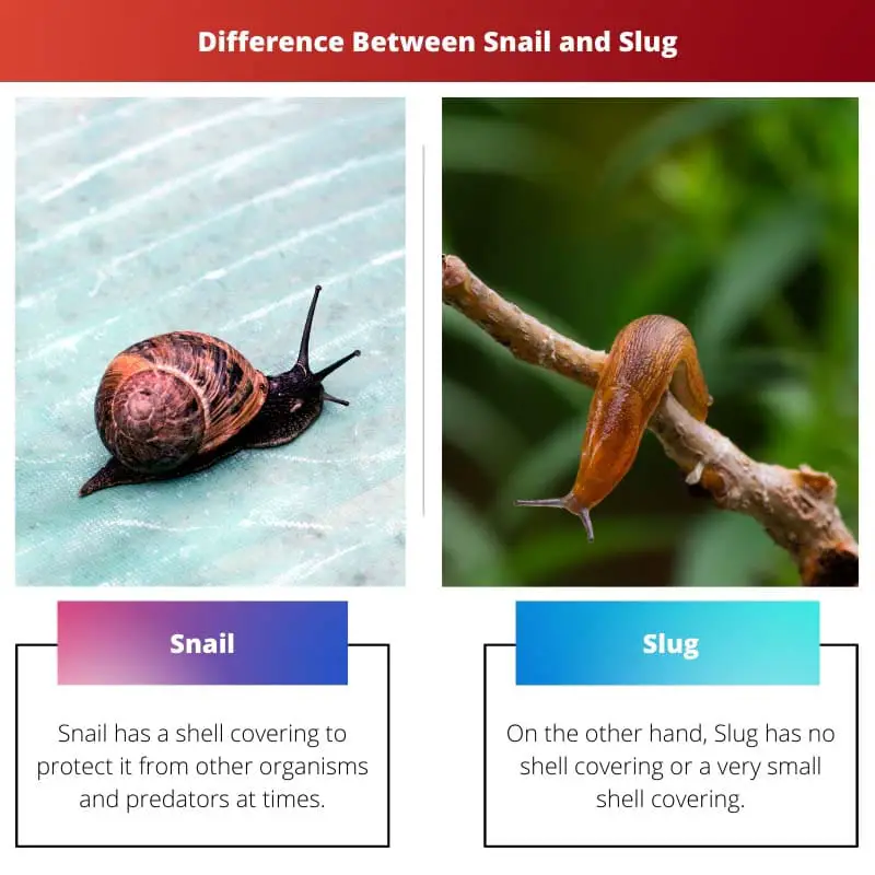 Difference Between Snail and Slug
