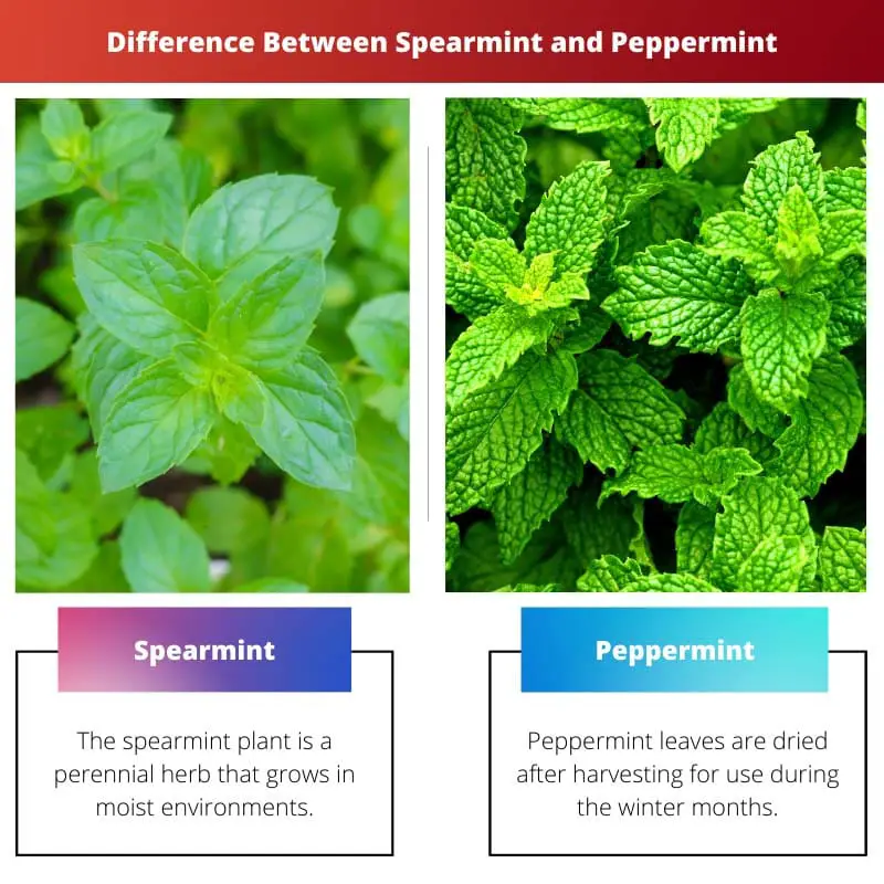 Difference Between Spearmint and Peppermint