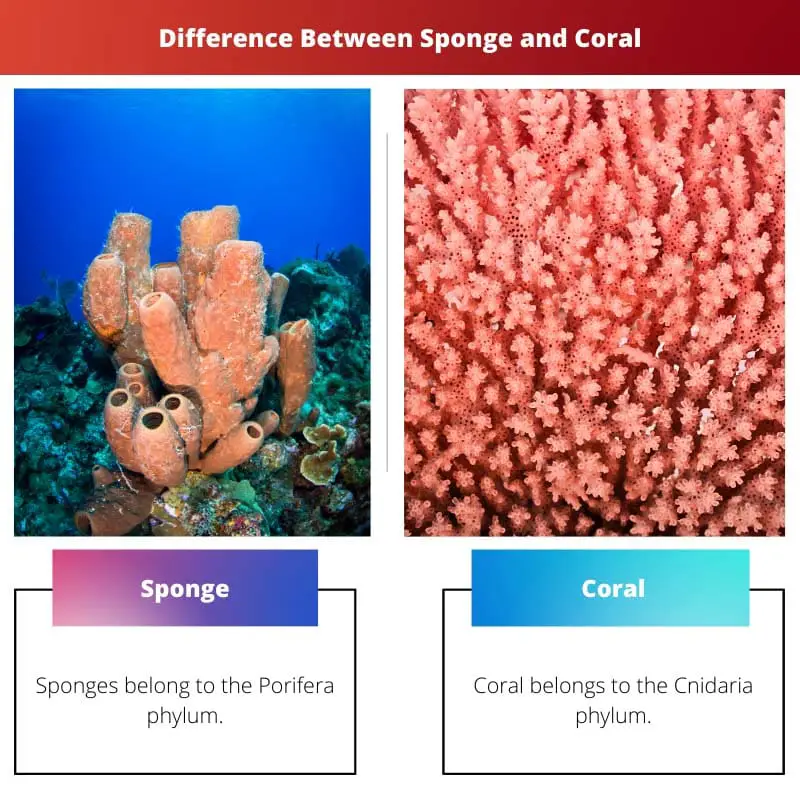 Difference Between Sponge and Coral