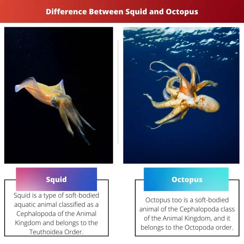 Difference Between Squid and Octopus