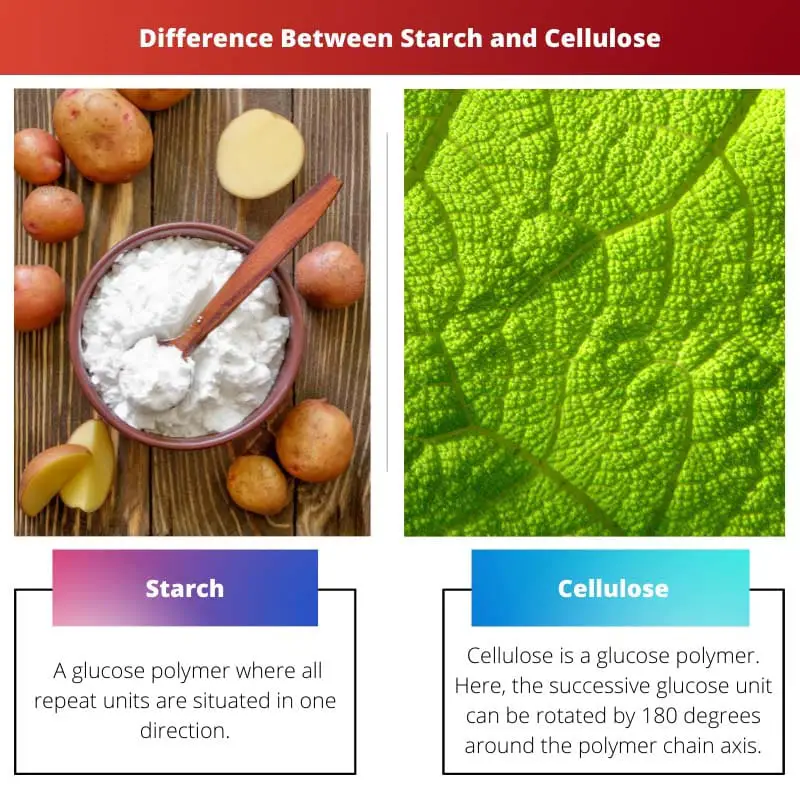 Difference Between Starch and Cellulose