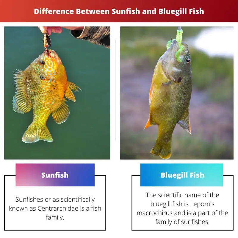 Difference Between Sunfish and Bluefish