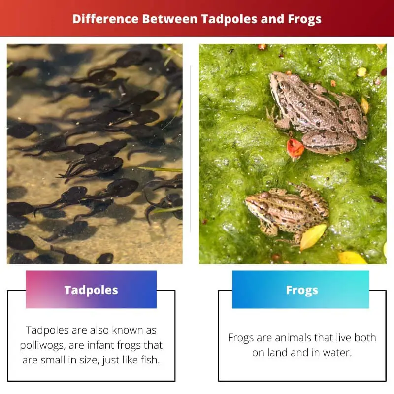 Difference Between Tadpoles and Frogs
