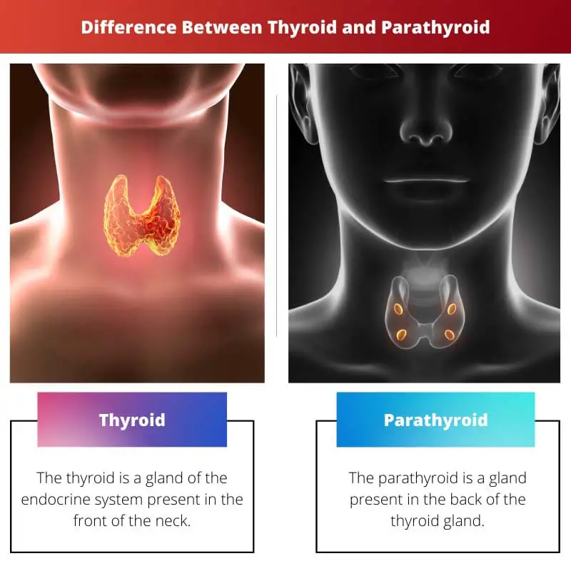 Difference Between Thyroid and Parathyroid