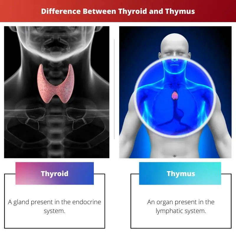 Difference Between Thyroid and Thymus
