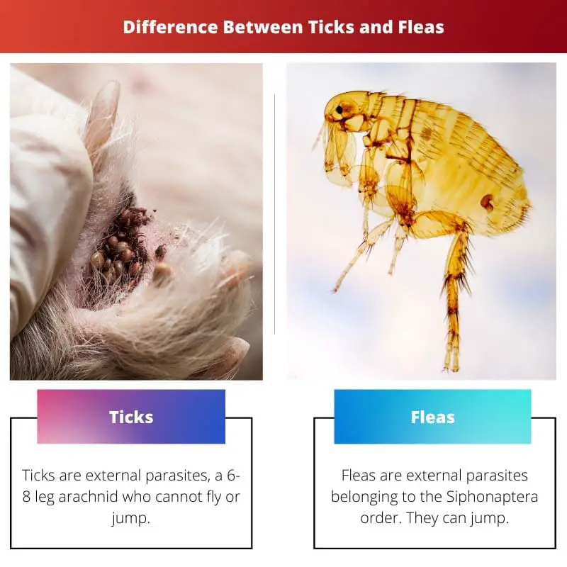 Difference Between Ticks and Fleas