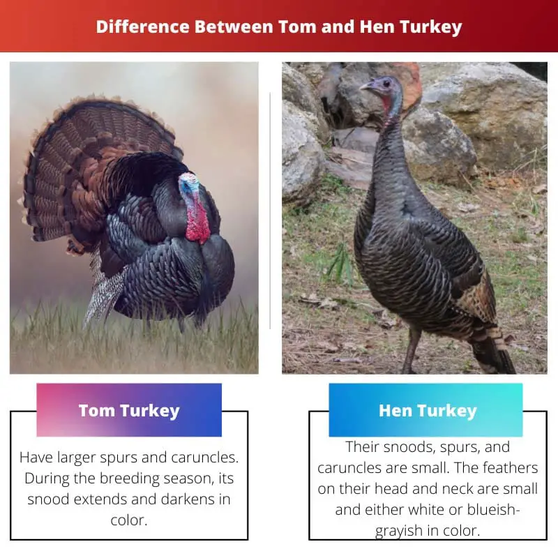 Difference Between Tom and Hen Turkey