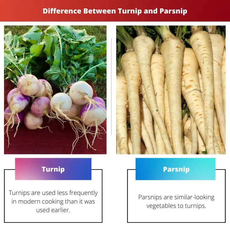 Difference Between Turnip and Parsnip