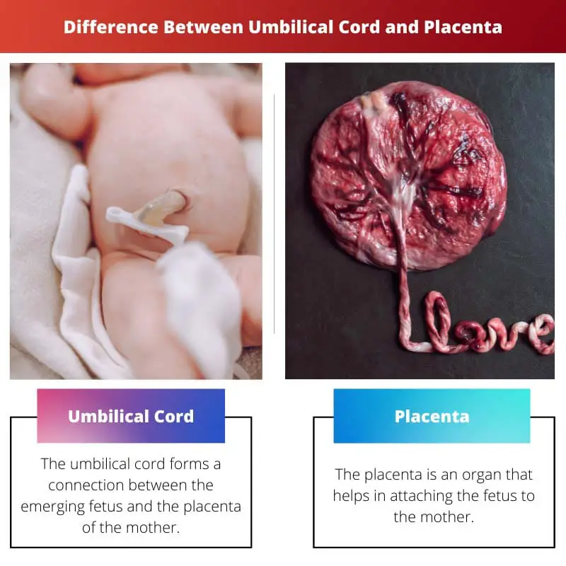 Difference Between Umbilical Cord and Placenta