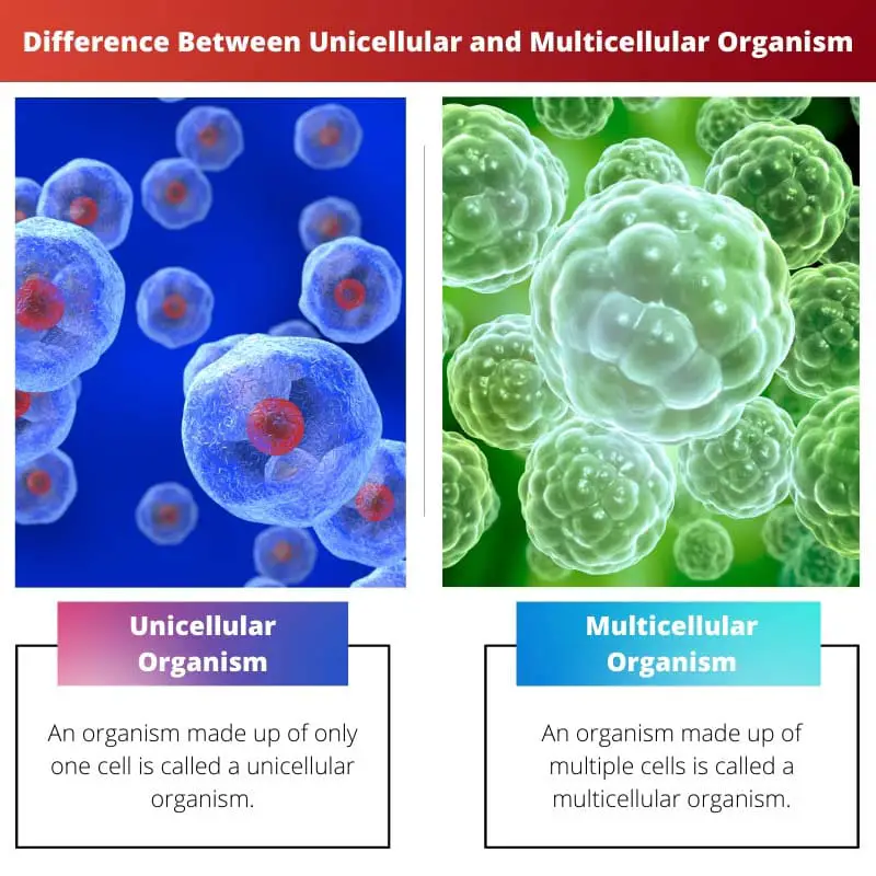 Difference Between Unicellular and Multicellular Organism