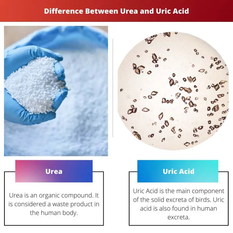 Difference Between Urea and Uric Acid