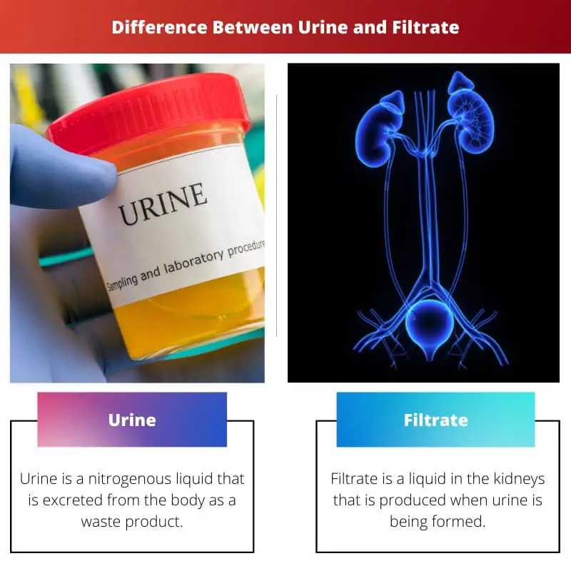 Difference Between Urine and Filtrate