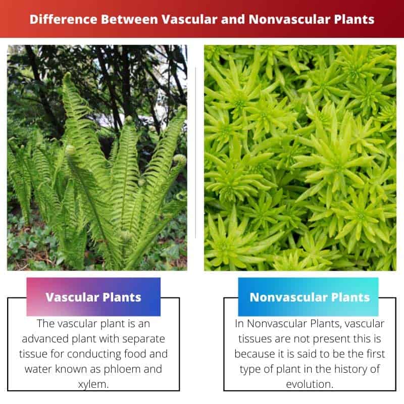 Vascular vs Nonvascular Plants: Difference and Comparison