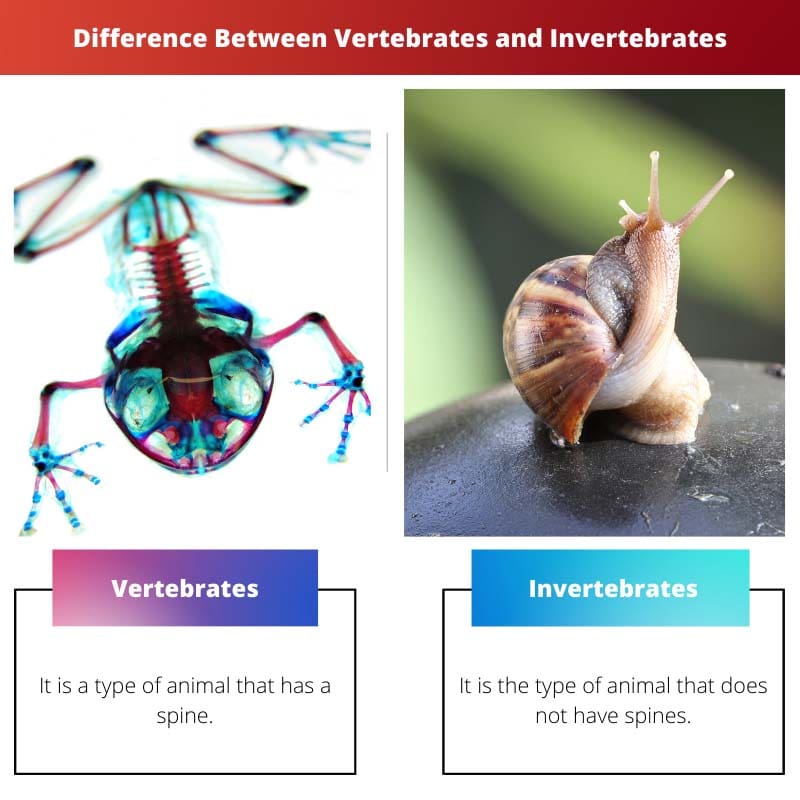 Difference Between Vertebrates and Invertebrates