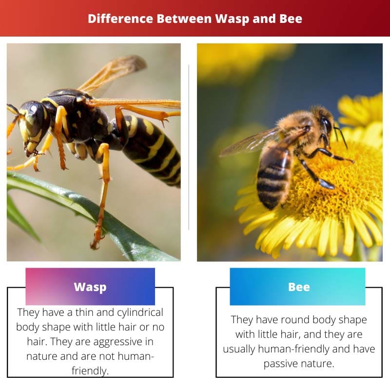 Difference Between Wasp and Bee