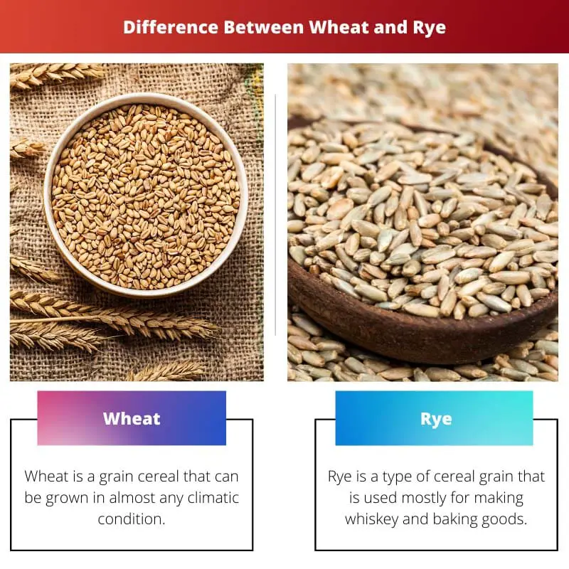 Difference Between Wheat and Rye