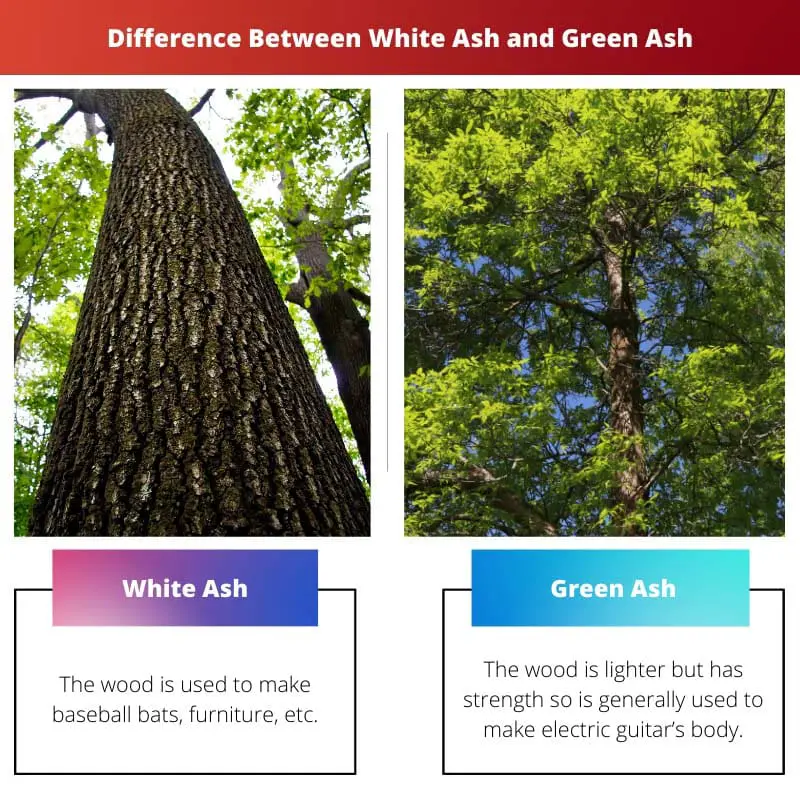 Difference Between White Ash and Green Ash
