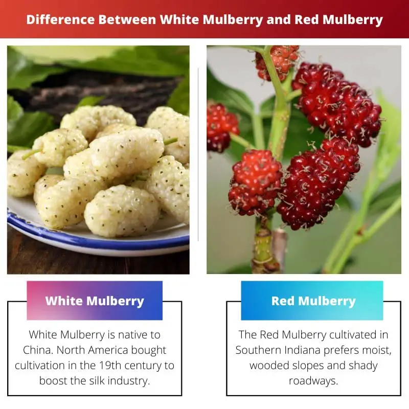 Difference Between White Mulberry and Red Mulberry