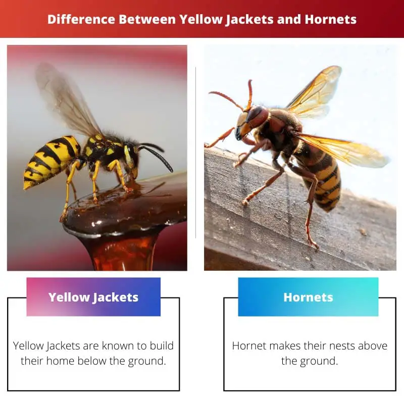 Difference Between Yellow Jackets and Hornets