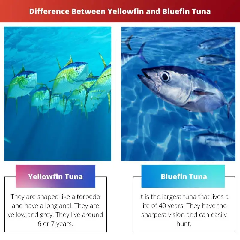Difference Between Yellowfin and Bluefin Tuna