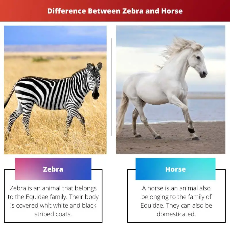 Difference Between Zebra and Horse