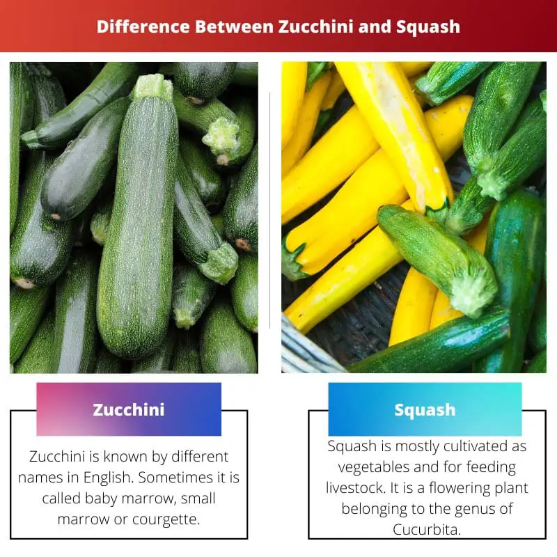 Difference Between Zucchini and Squash