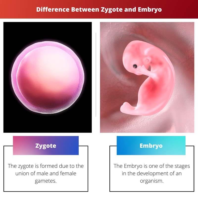 Difference Between Zygote and Embryo