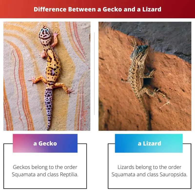 Difference Between a Gecko and a Lizard