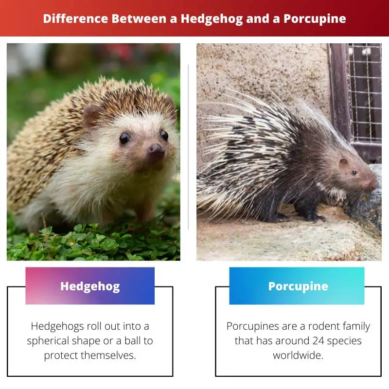 Difference Between a Hedgehog and a Porcupine