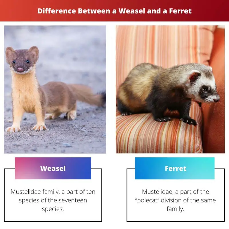 Difference Between a Weasel and a Ferret