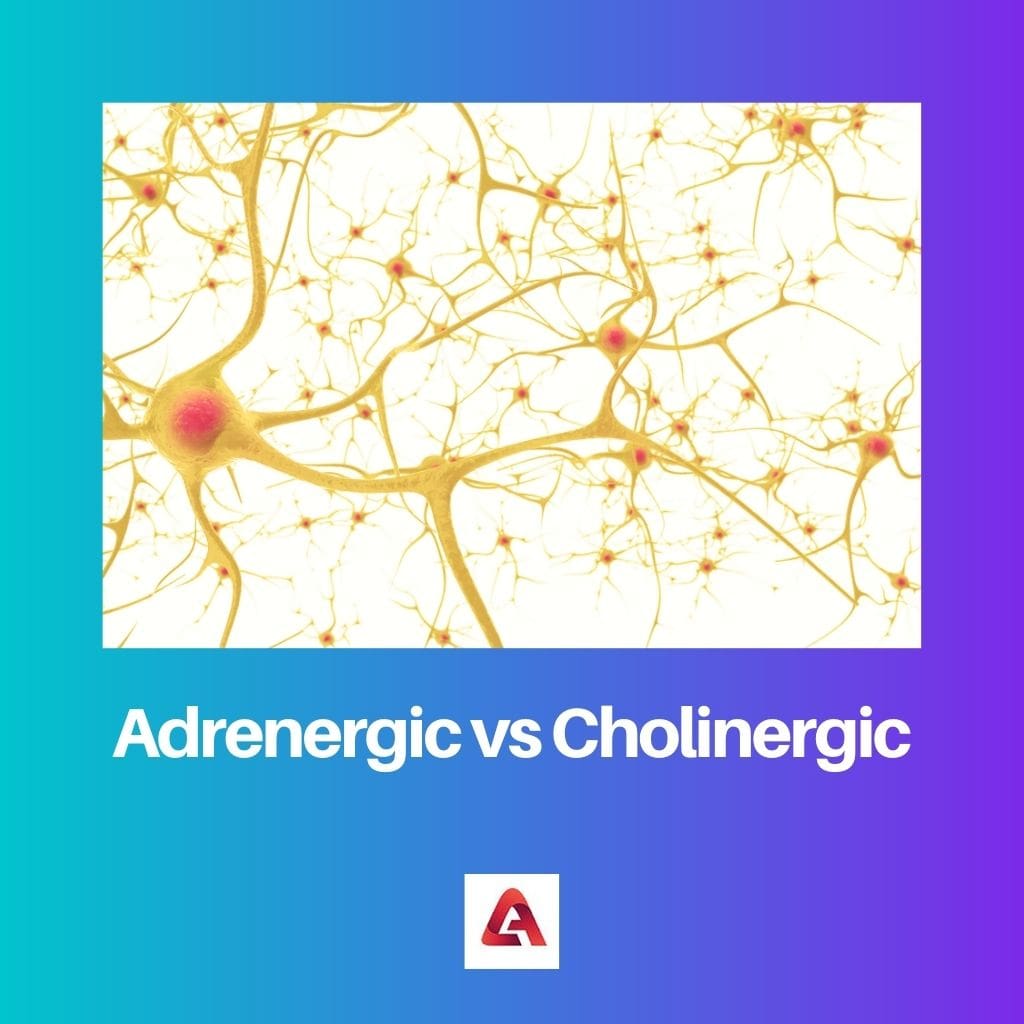 Adrenergic vs Cholinergic