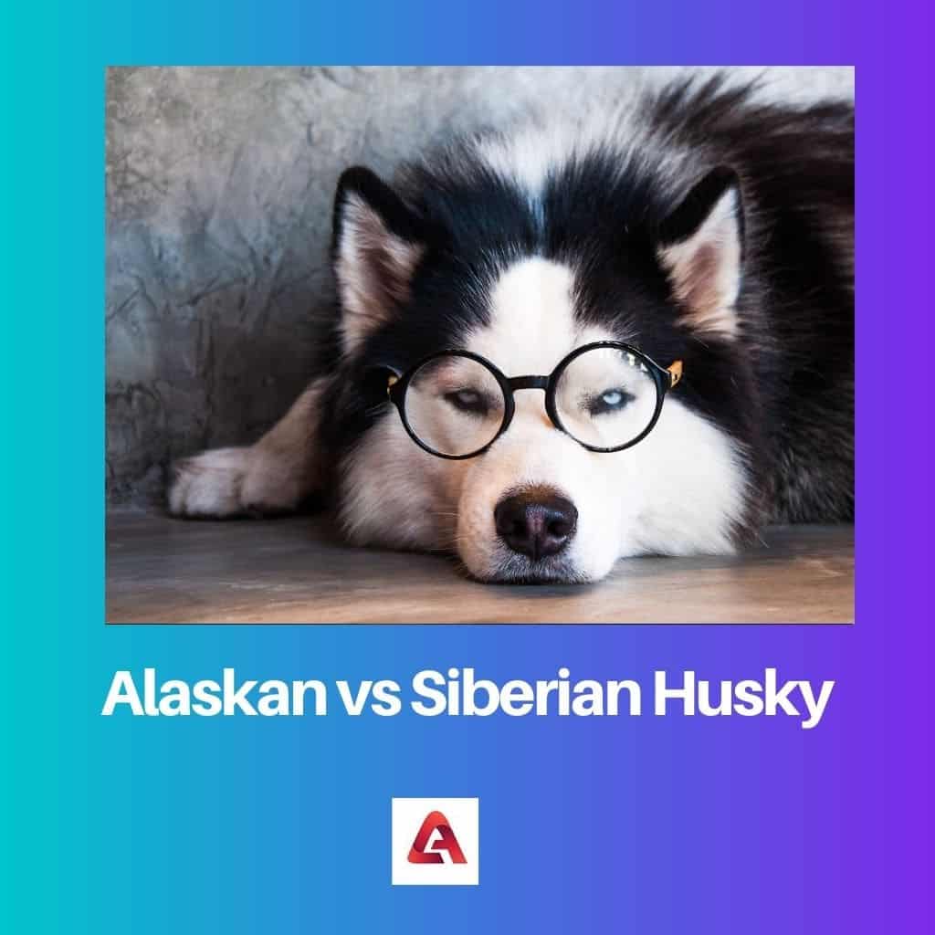 alaskan husky vs siberian husky differences which red