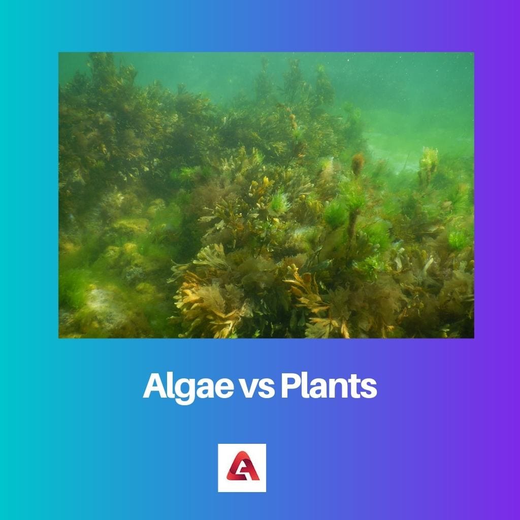 Algae vs Plants