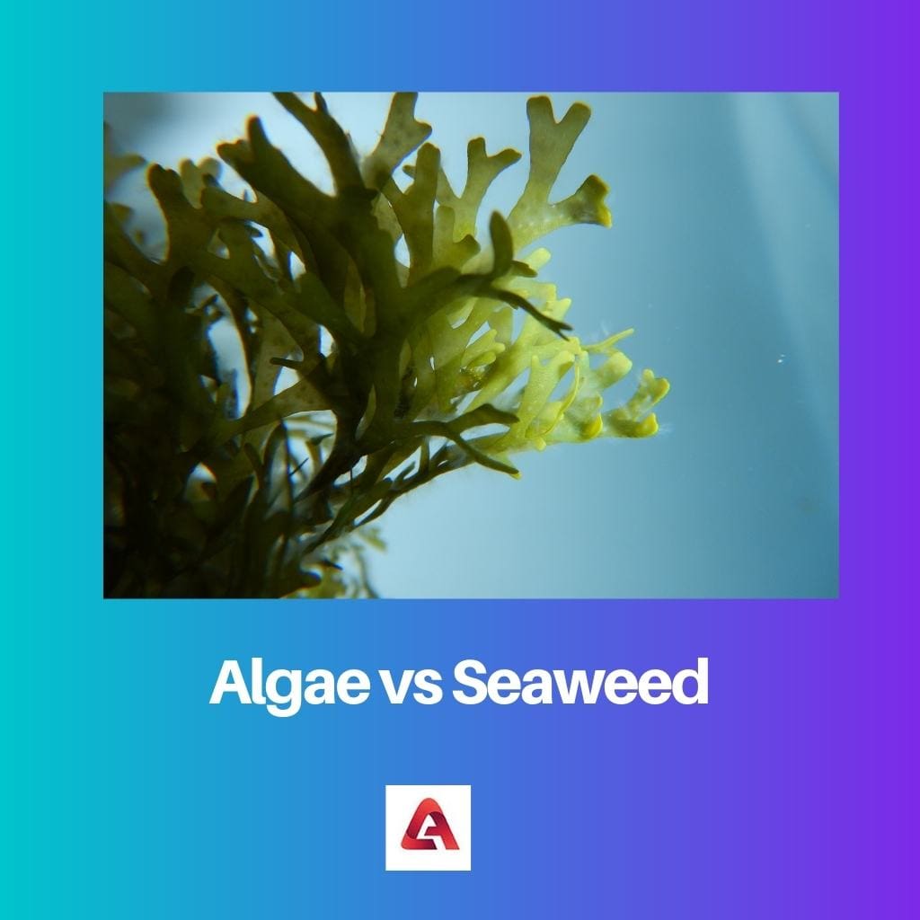 Algae vs Seaweed