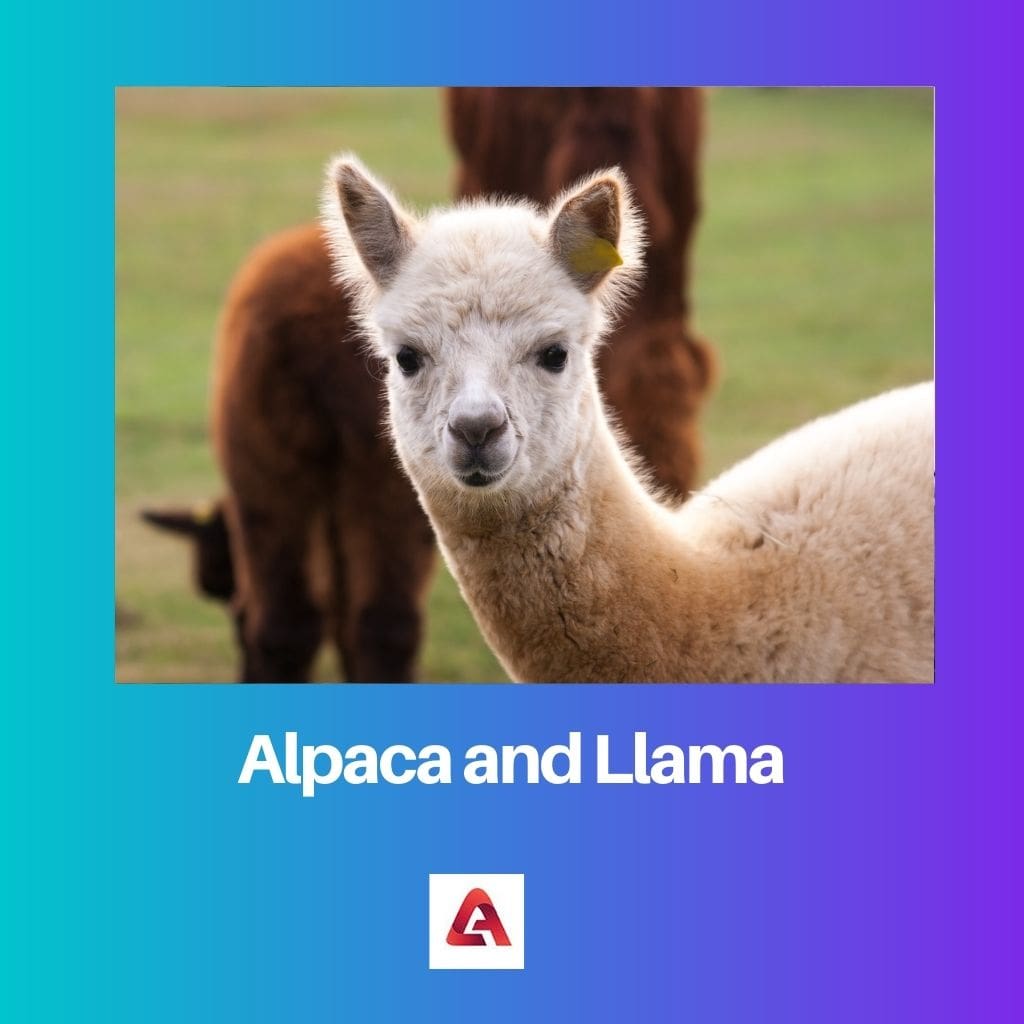 Alpaca and Llama