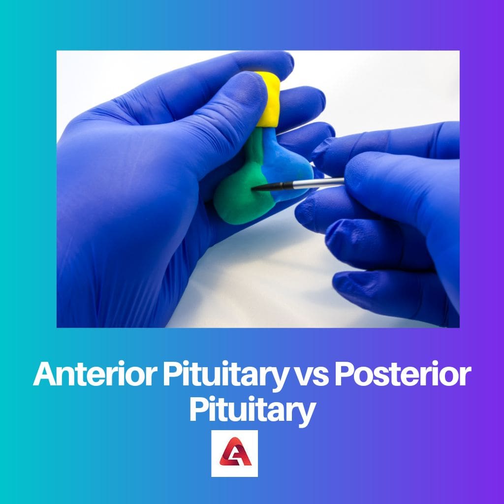 Anterior Pituitary vs Posterior Pituitary