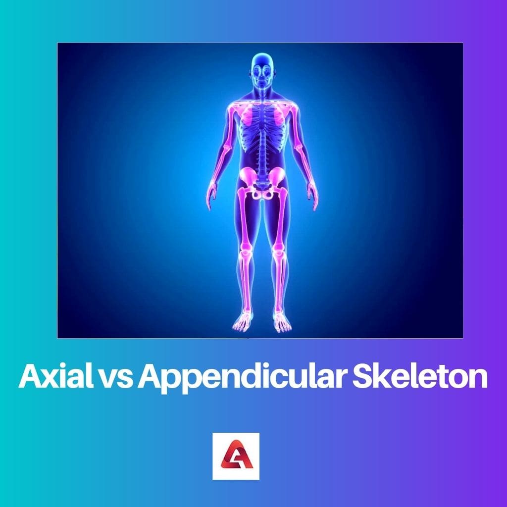 Axial vs Appendicular Skeleton