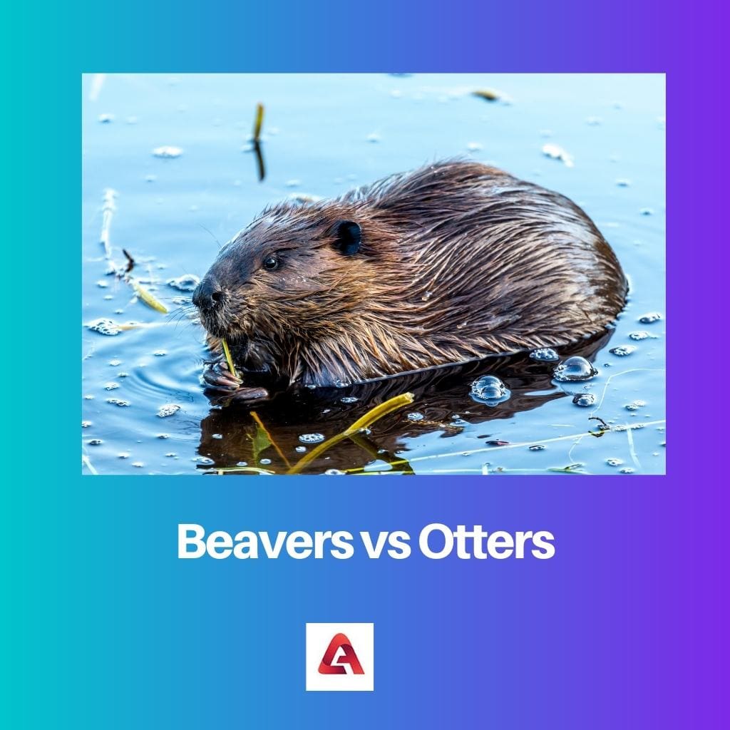Beavers vs Otters