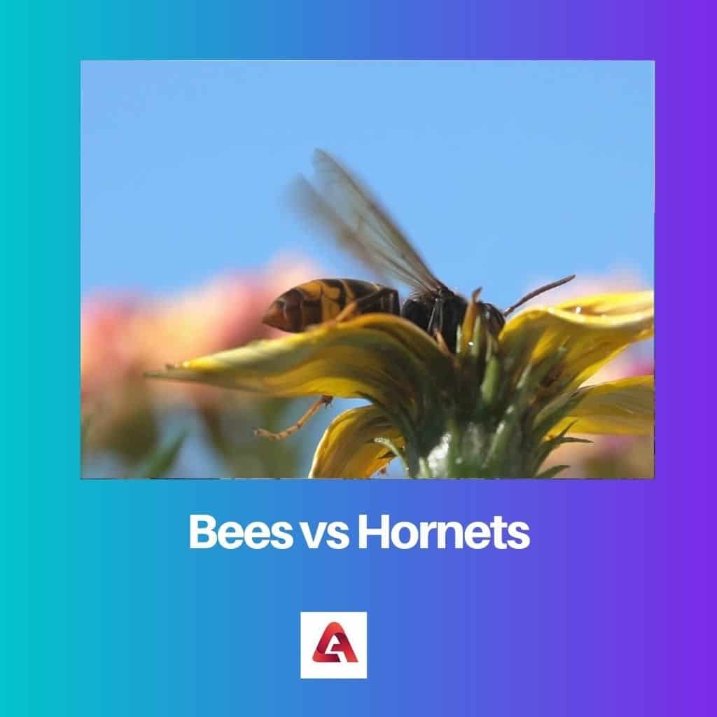 Bees Vs Hornets: Difference And Comparison